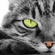 Image for article titled Why some animals can never be domesticated